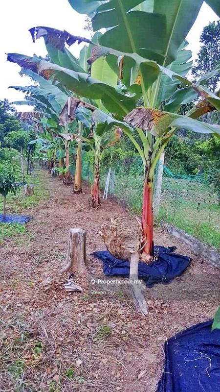 Tanah Pertanian untuk Dijual di Broga, Lenggeng oleh Steven Tay - iProperty.com.my