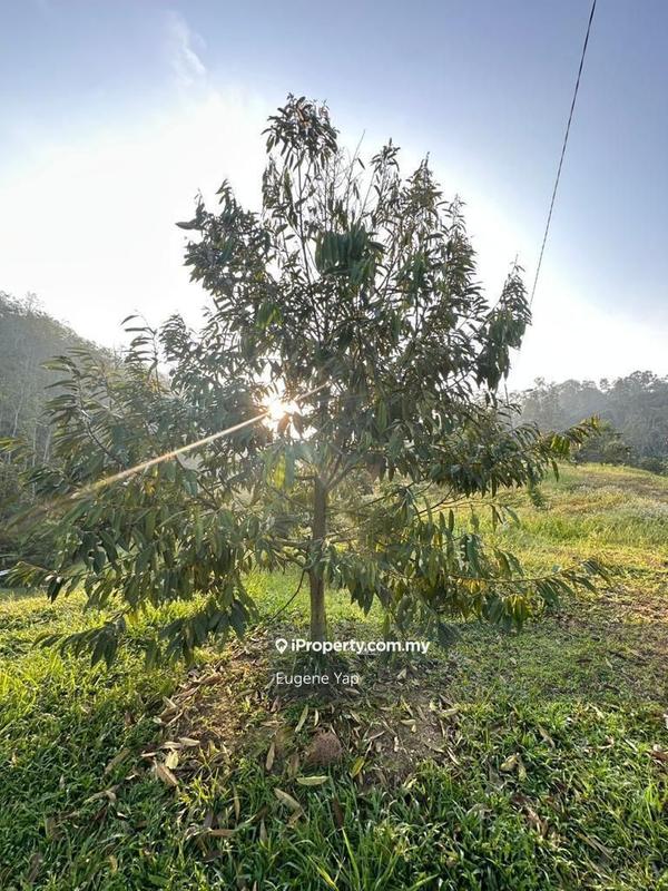 Agricultural Land for Sale in Serendah, Rawang by Eugene Yap - iProperty.com.my