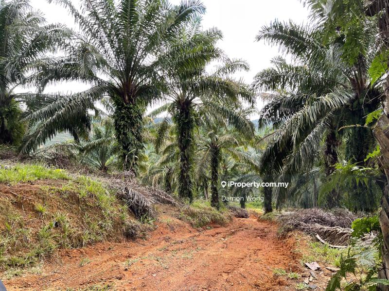Tanah Pertanian untuk Dijual di Karak Telemong Manchis, Bentong oleh Damon Wong - iProperty.com.my