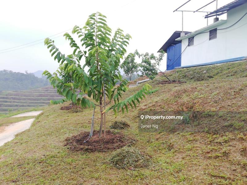 Agricultural Land for Sale in Taman Ampang Pecah, Kuala Kubu Bharu by Janet Ng - iProperty.com.my