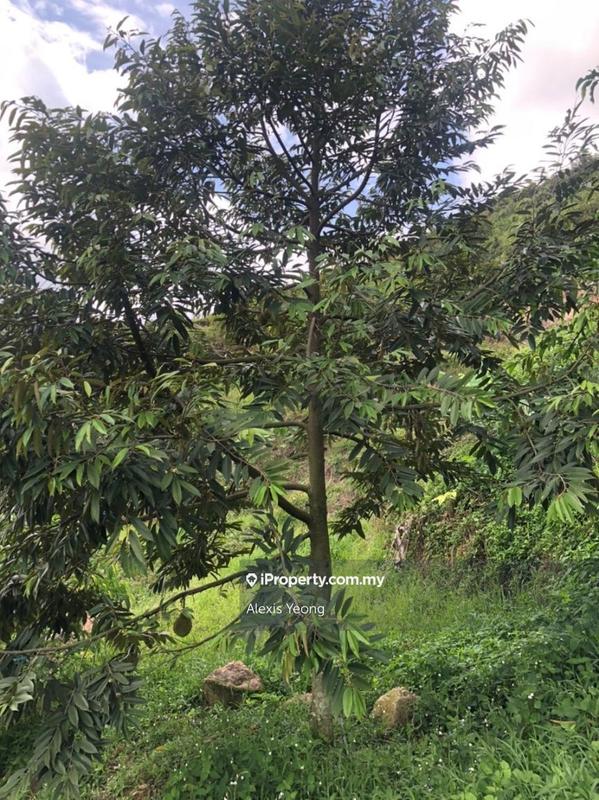 Agricultural Land for Sale in Sang Lee, Raub by Alexis Yeong - iProperty.com.my