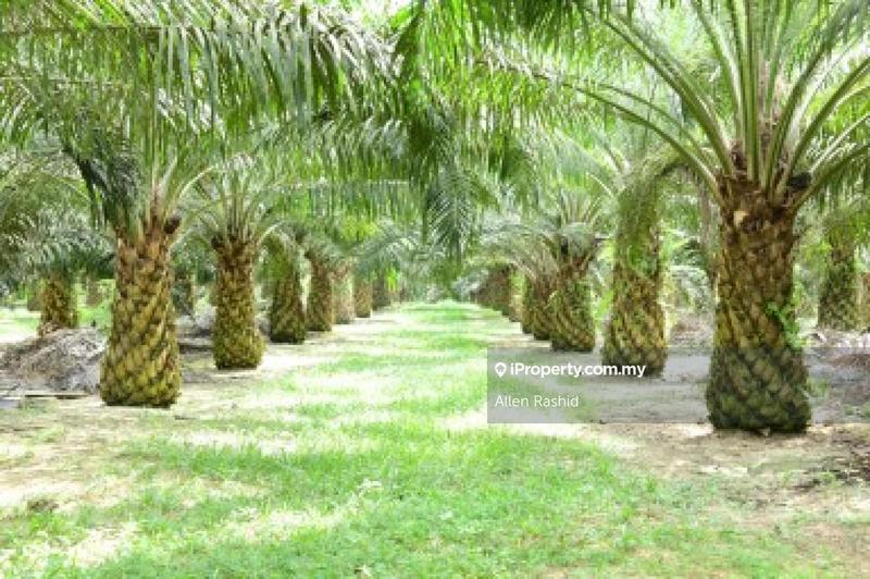For Sale - Agricultural Land Juasseh, Kuala Pilah