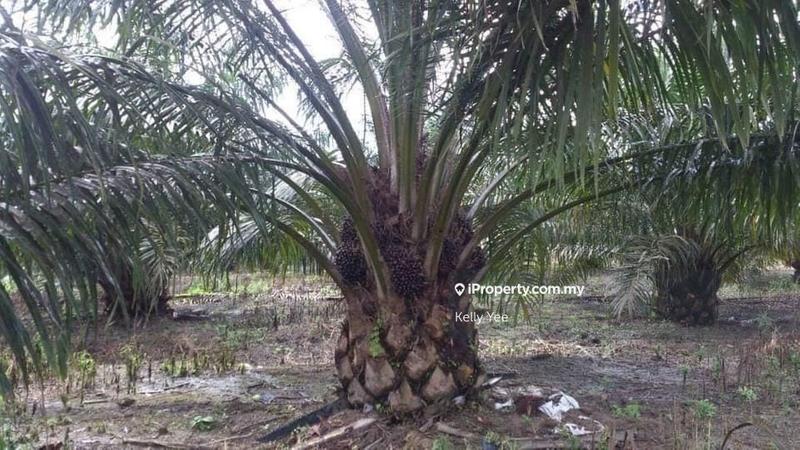 Agricultural Land for Sale in Mukim Batu Yon, Kuala Lipis by Kelly Yee - iProperty.com.my
