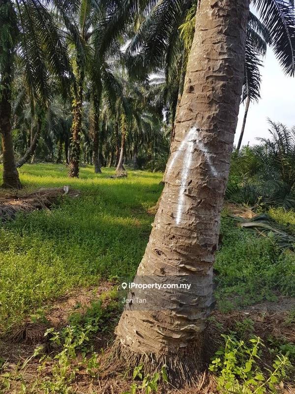 Agricultural Land for Sale in Kampung Parit Mahang, Ijok by Jen Tan - iProperty.com.my