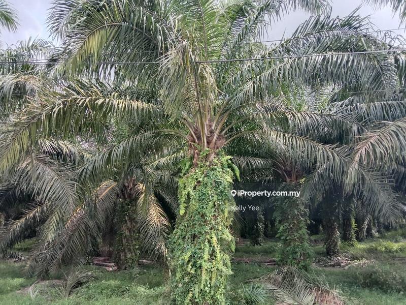 For Sale - Palm Oil Plantation @ Ulu Lepar, Kuantan for Sale