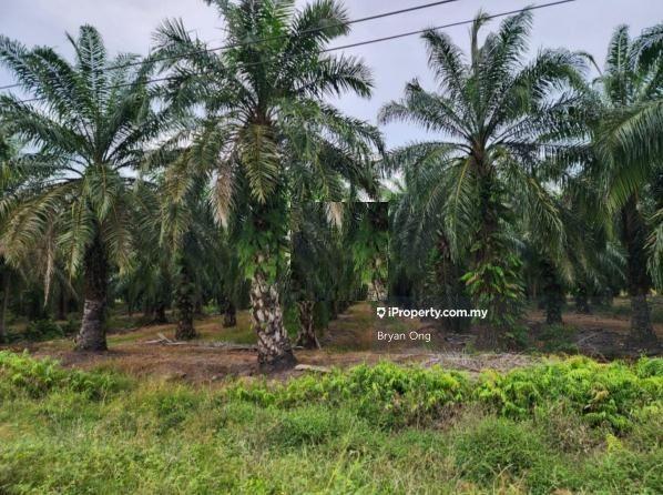 For Sale - Oil Palm Land