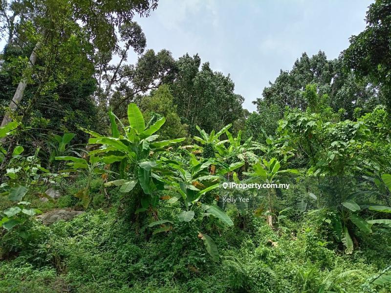 Tanah Pertanian untuk Dijual di Mengkuang Dam Orchard Farm for Sale, Bukit Mertajam oleh Kelly Yee - iProperty.com.my