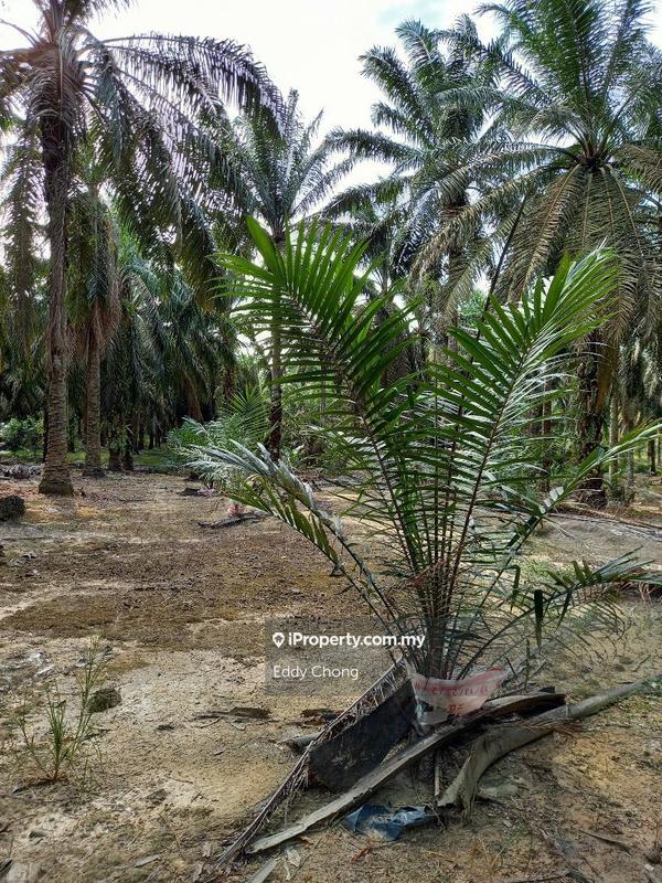 Tanah Pertanian untuk Dijual di Sri Lalang, Kluang oleh Eddy Chong - iProperty.com.my