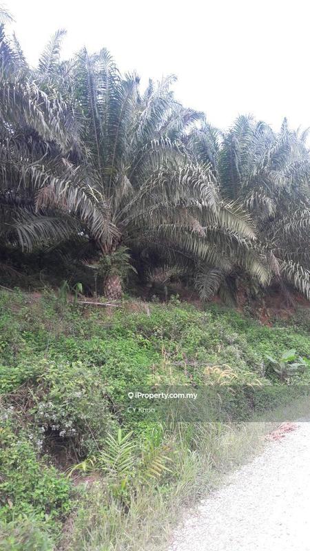 Tanah Pertanian untuk Dijual di Kelantan Gua Musang Ulu Nenggiri, Gua Musang oleh CY Khoo - iProperty.com.my