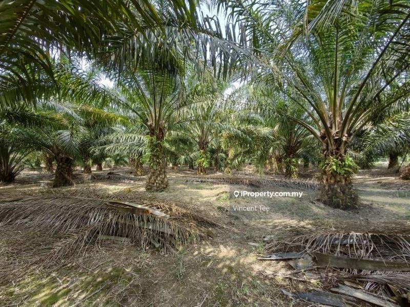 Agricultural Land for Sale in Kampung Tiram Buruk, Tanjong Karang by Vincent Tee - iProperty.com.my