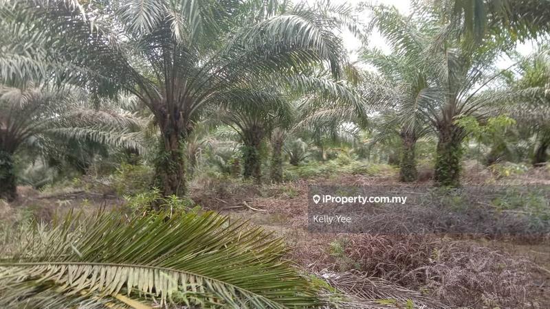 For Sale - Palm Oil Plantation @ Ulu Kuantan, Kuantan for Sale