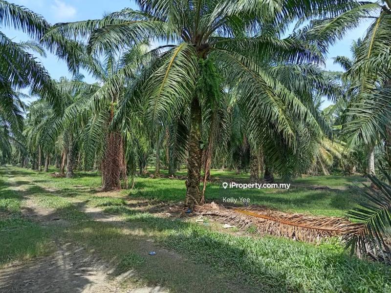 Agricultural Land for Sale in Changkat, Nibong Tebal by Kelly Yee - iProperty.com.my