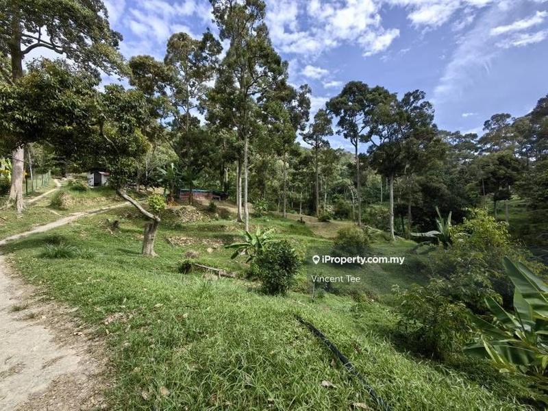 For Sale - 12 Acres Durian Old Tree Hilly Farm Sungai Ara Bayan Lepas