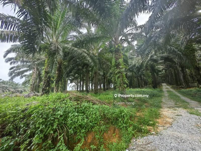 Agricultural Land for Sale in Kota Tinggi, Johor by Gyden Heng - iProperty.com.my