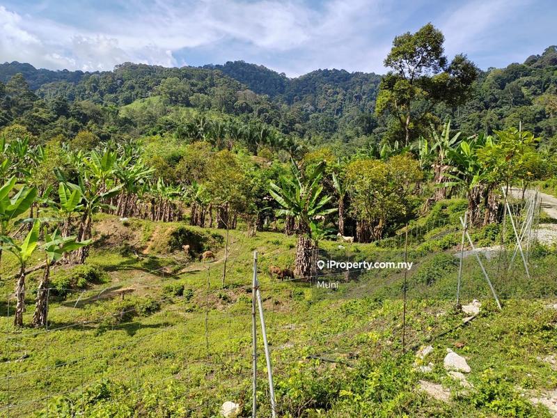 Agricultural Land for Sale in Jelapang, Ipoh by Muni - iProperty.com.my