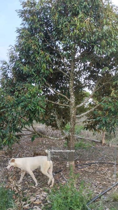 Agricultural Land for Sale in Simpang Pertang, Negeri Sembilan by C.H.Yong - iProperty.com.my