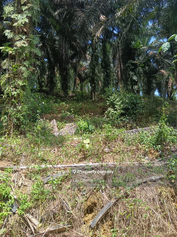 Agricultural Land for Sale in Bidor, Perak by Lily Chong - iProperty.com.my
