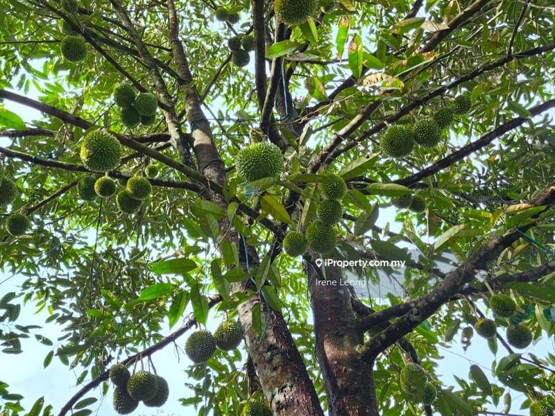 Tanah Pertanian untuk Dijual di Karak, Pahang oleh Irene Leong - iProperty.com.my