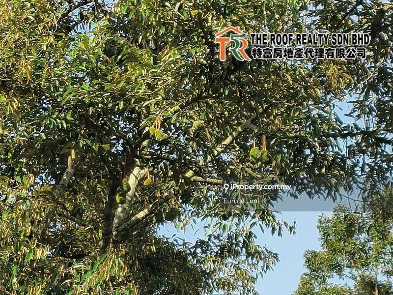 For Sale - Agriculture Land Durian Farm Jorak For Sale
