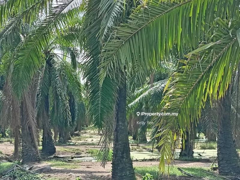 Tanah Pertanian untuk Dijual di Nibong Tebal, Penang oleh Kelly Yee - iProperty.com.my