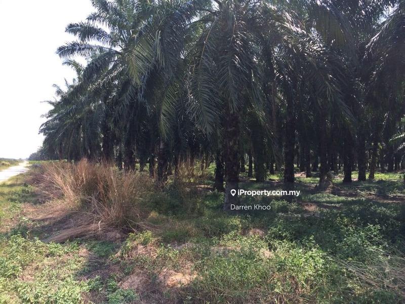 Agricultural Land for Sale in Kampung Teluk Panglima Garang, Telok Panglima Garang by Darren Khoo - iProperty.com.my