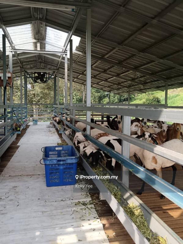 Tanah Pertanian untuk Dijual di Durian Orchard Farm @ Machang Bubok for Sale, Bukit Mertajam oleh Kelly Yee - iProperty.com.my