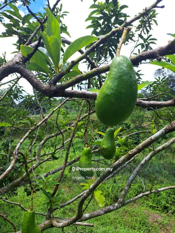 Agricultural Land for Sale in Papar, Sabah by Angela Yen - iProperty.com.my