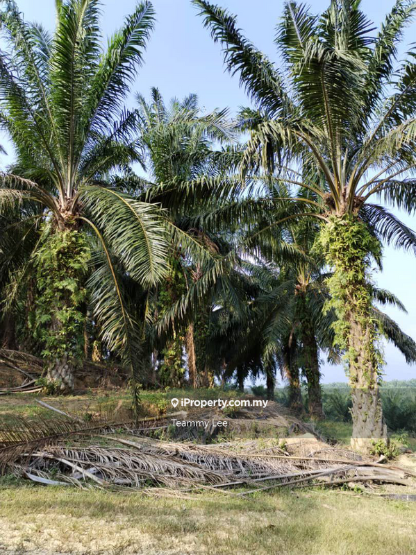 Tanah Pertanian untuk Dijual di Bandar Sungai Siput, Sungai Siput oleh Teammy Lee - iProperty.com.my