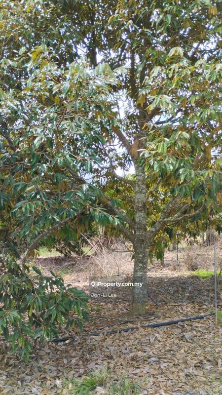 Agricultural Land for Sale in Karak, Simpang Pertang, Karak by Jon-Li Lee - iProperty.com.my