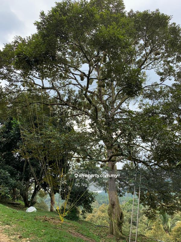 Agricultural Land for Sale in Raub, Raub by KC Ng - iProperty.com.my