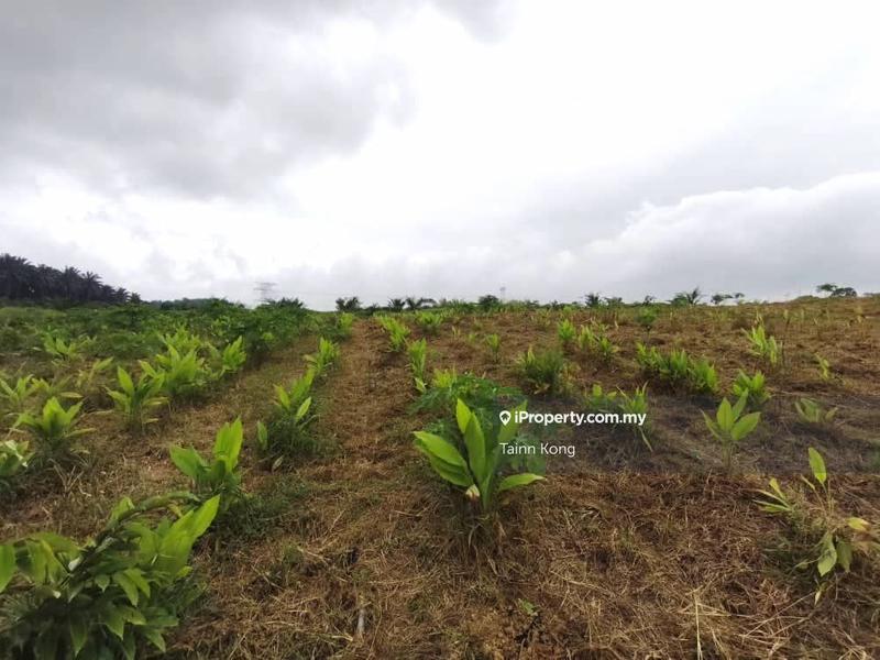 For Sale - Senai / Seelong Agriculture Land / Jalan Sungai Tiram , Near Kampung Roscote Land