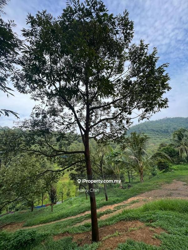 Agricultural Land for Sale in Bandar Tras, Raub by Harry Chin - iProperty.com.my