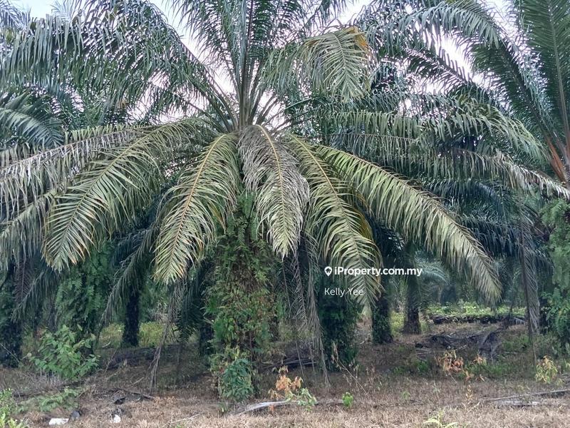 Tanah Pertanian untuk Dijual di Kampung Ladang Sempah, Sungai Jawi oleh Kelly Yee - iProperty.com.my