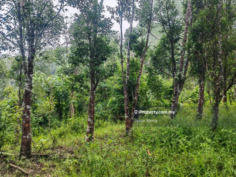 Tanah Pertanian untuk Dijual di Jalan Kota Bharu, Gua Musang, Kuala Krai, Kelantan, Gua Musang oleh Jason Wong - iProperty.com.my