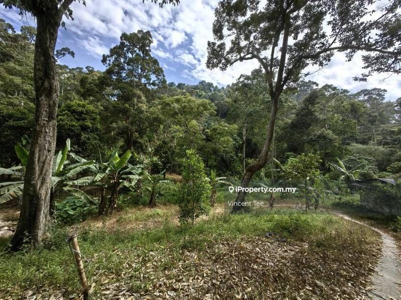 For Sale - 16 Acres Durian Old Tree Farm with Stream Sungai Ara Bayan Lepas