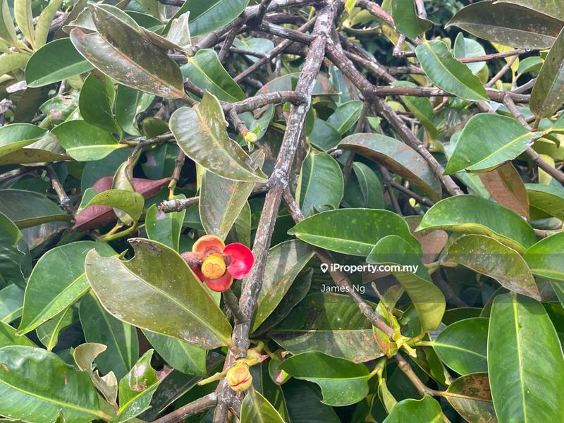 Agricultural Land for Sale in Karak,Pahang, Kuantan by James Ng - iProperty.com.my