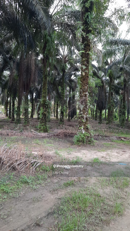Agricultural Land for Sale in Jeram, Perak by Lily Chong - iProperty.com.my