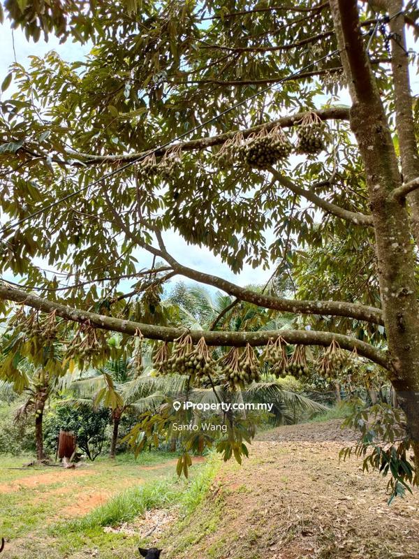Tanah Pertanian untuk Dijual di Bandar Tras, Raub oleh Santo Wang - iProperty.com.my