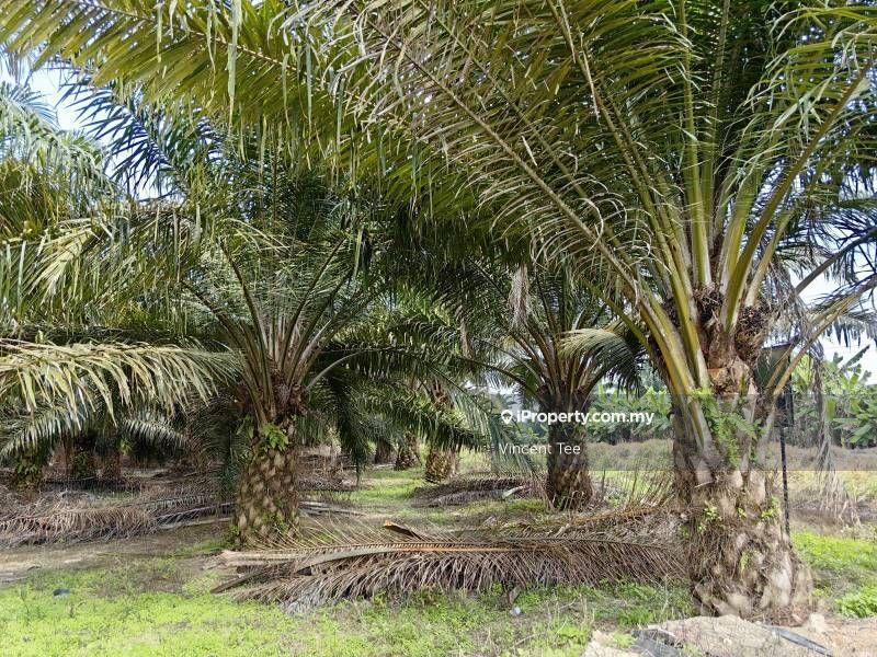 Agricultural Land for Sale in Kampung Tiram Buruk, Tanjong Karang by Vincent Tee - iProperty.com.my