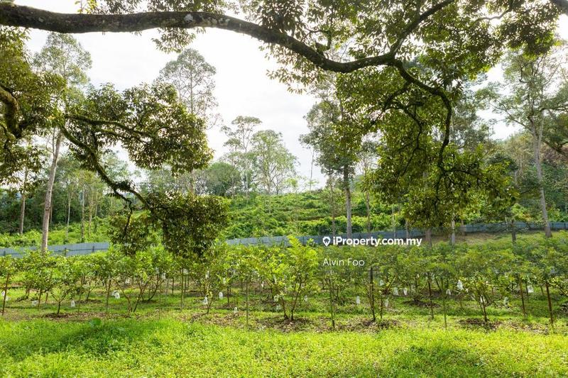 Agricultural Land for Sale in Agriculture Land @Changkat Jering Taiping Perak, Taiping by Alvin Foo - iProperty.com.my