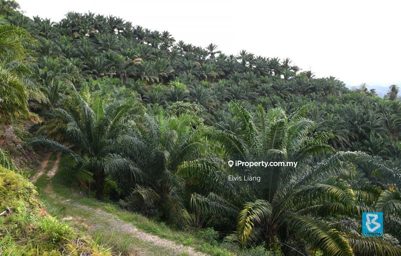 Agricultural Land for Sale in Sematan, Lundu by Elvis Liang - iProperty.com.my