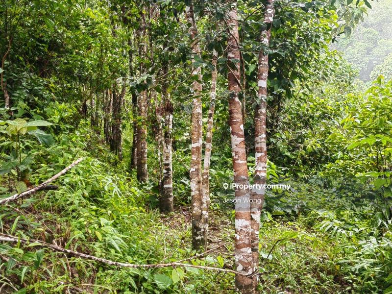 Tanah Pertanian untuk Dijual di Jalan Kota Bharu, Gua Musang, Kuala Krai, Kelantan, Gua Musang oleh Jason Wong - iProperty.com.my