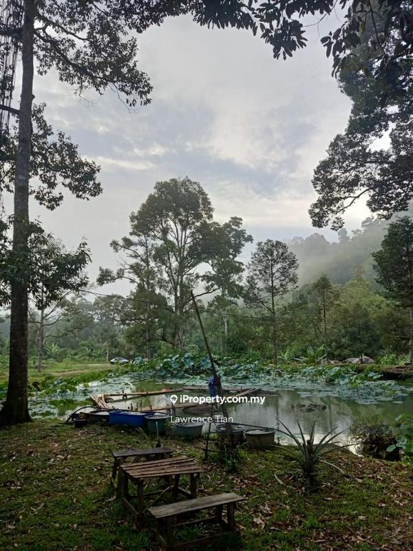 For Sale - Bentong Durian Resort sale