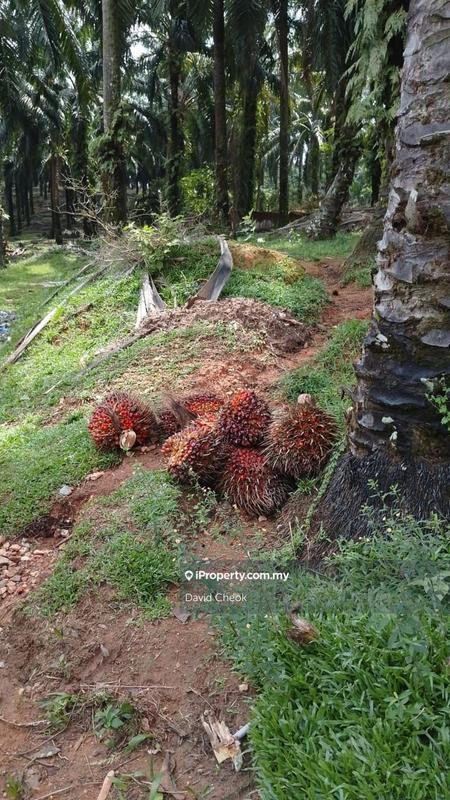 For Sale - Port Dickson, Negeri sembilan, road side, Palm Oil, Freehold, 4.85 acres