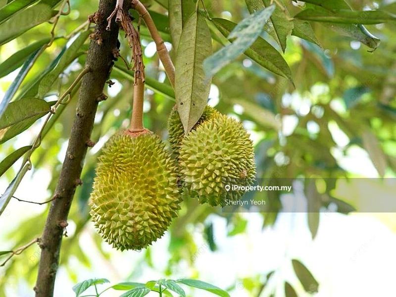 Agricultural Land for Sale in Slim River, Perak by Sherlyn Yeoh - iProperty.com.my