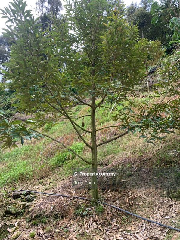 Tanah Pertanian untuk Dijual di Raub, Pahang oleh Tony Chun - iProperty.com.my