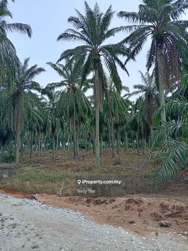 Agricultural Land for Sale in Changkat, Nibong Tebal by Kelly Yee - iProperty.com.my
