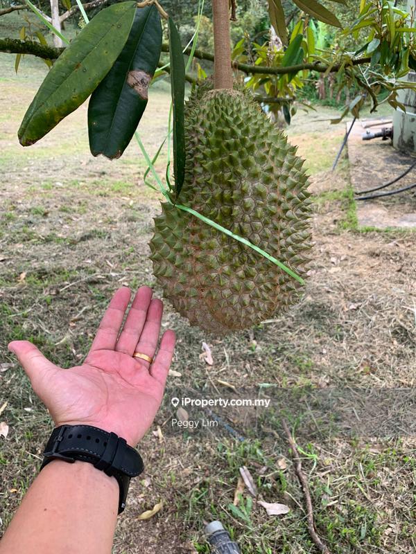 For Sale - Raub, Bentong, Pahang Durian Orchard For Sale..