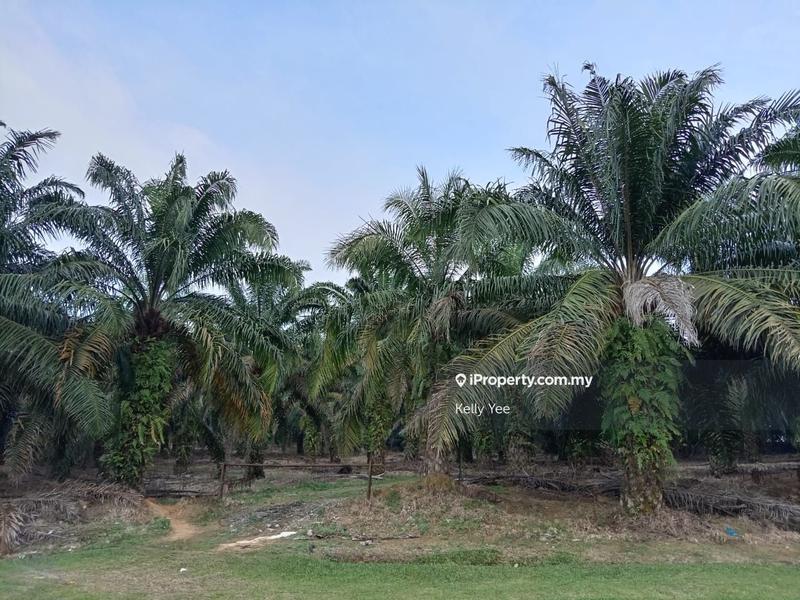 For Sale - Palm Oil Plantation @ Bukit Jawi for Sale