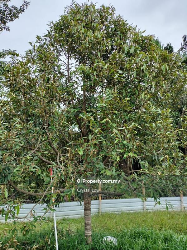 Tanah Pertanian untuk Dijual di Sega, Raub oleh Crystal Low - iProperty.com.my